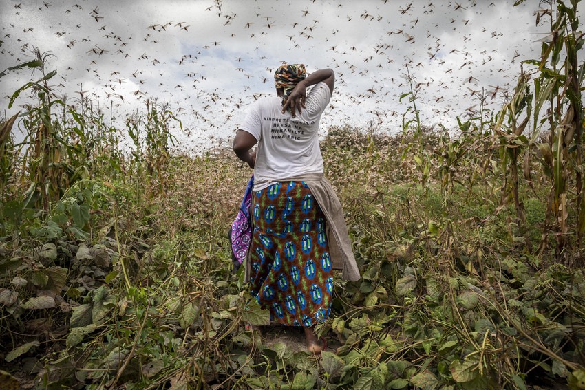 Sprinkhanenplaag in Kenia