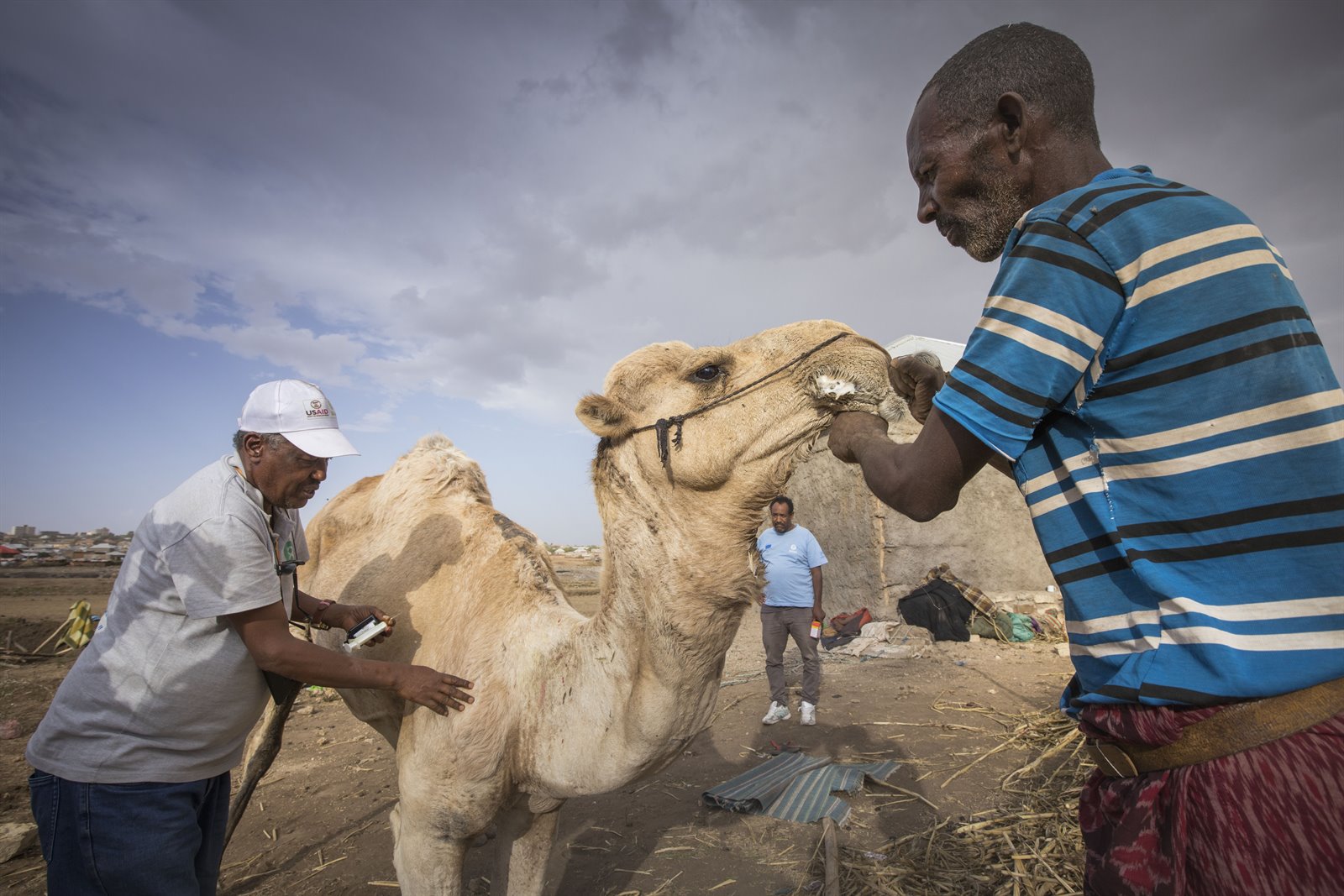 Ismaels kameel wordt geïnjecteerd 