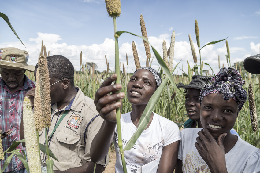 Women from nearby villages working in test plots where, in cooperation with CTDT, they attempt to develop drought-resistant crops. The farmers learn simple methods to effectively grow plants. Women measure the length and examine the sorghum plants in villages in Tsholotso district.