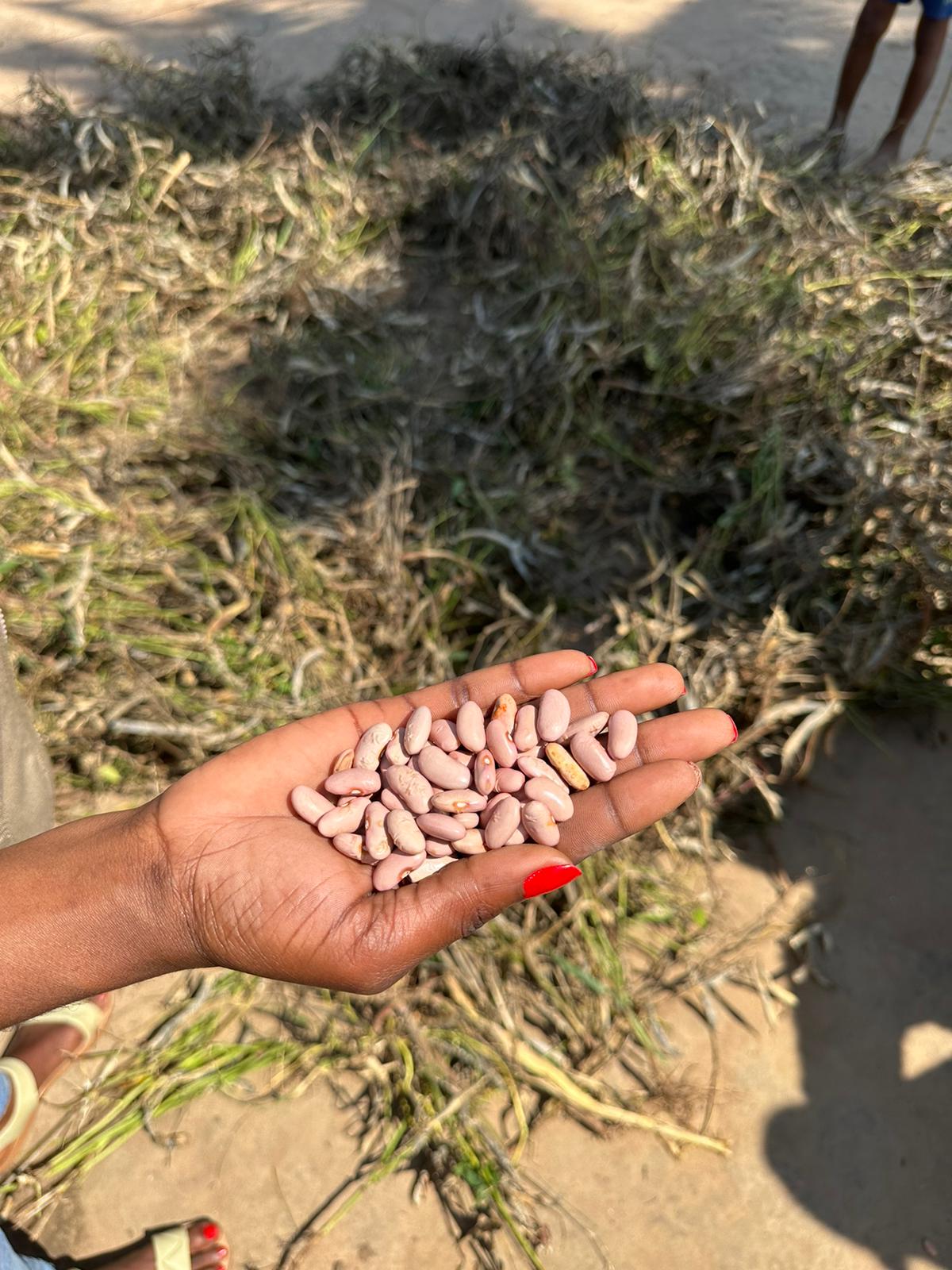 Naast voedsel krijgen Mozambikanen ook zaden om zelf te planten, zoals deze rode bonen. Dit zorgt voor voedselzekerheid op de lange termijn.