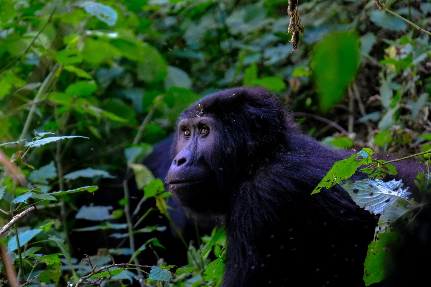 Berggorilla Congo.jpg