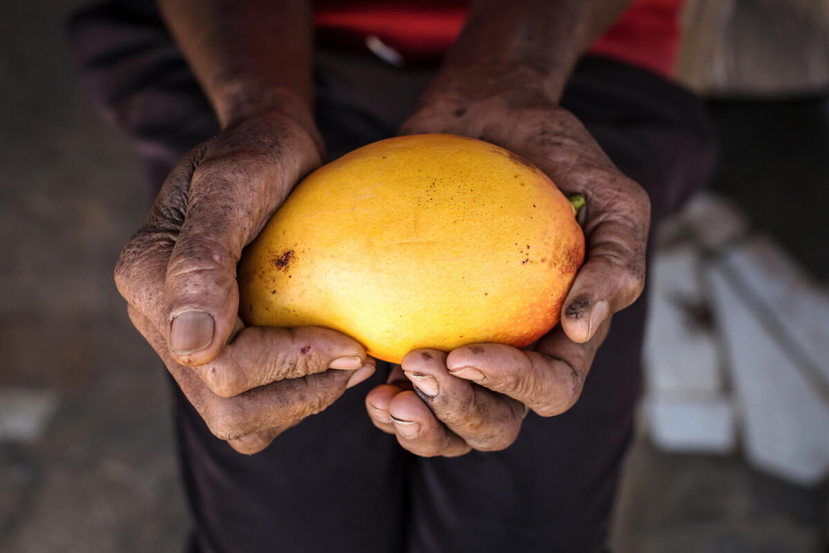 Een man houdt een mango vast