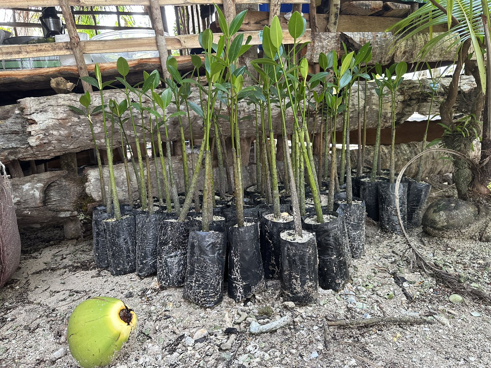 Oxfam InuruID 360972 Mangrove seedlings.jpg